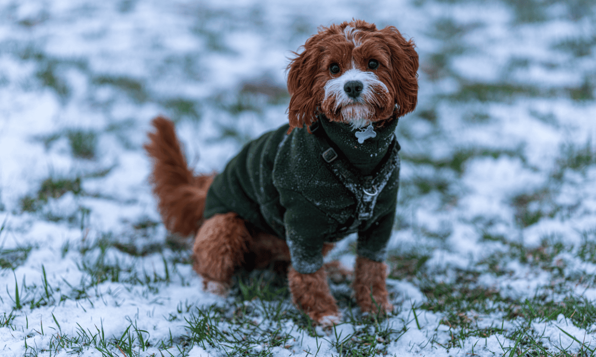 Dog in snow